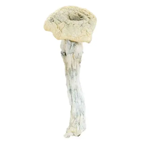 TeePee-mushroom-sub-2